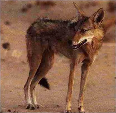 Quel est cet animal ?