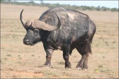 Quel est cet animal ?