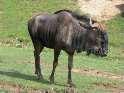 Quel est cet animal ?