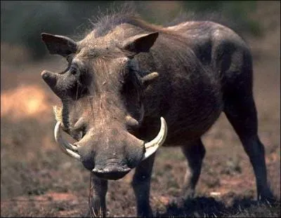 Quel est cet animal ?