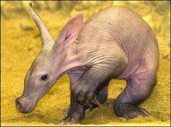 Quel est cet animal ?