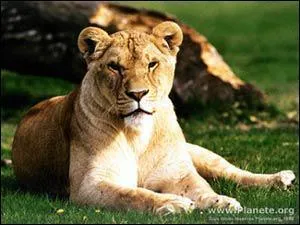 Quel est cet animal ?