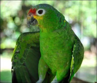 Quel est cet animal ?