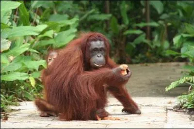 Quel est cet animal ?