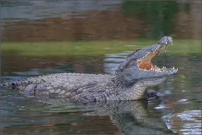 Quel est cet animal ?