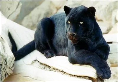 Quel est cet animal ?