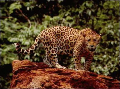 Quel est cet animal ?