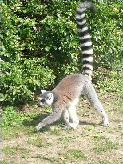 Quel est cet animal ?