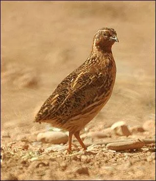 Quel est cet animal ?