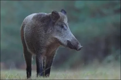 Quel est cet animal ?