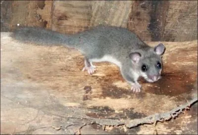 Quel est cet animal ?