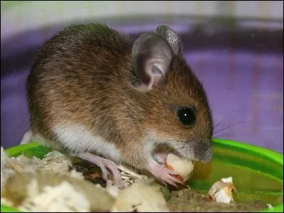 Quel est cet animal ?