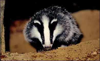 Quel est cet animal ?