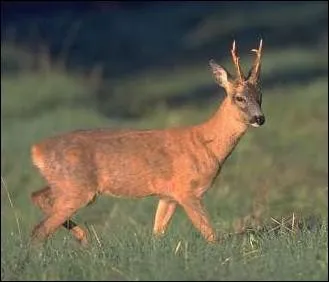 Quel est cet animal ?