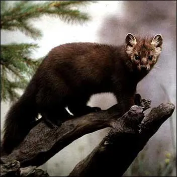 Quel est cet animal ?