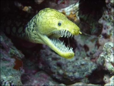 Quel est cet animal ?