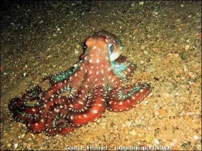 Quel est cet animal ?