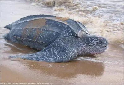 Quel est cet animal ?