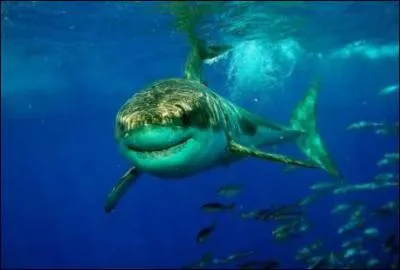 Quel est cet animal ?