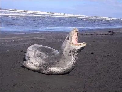 Quel est cet animal ?