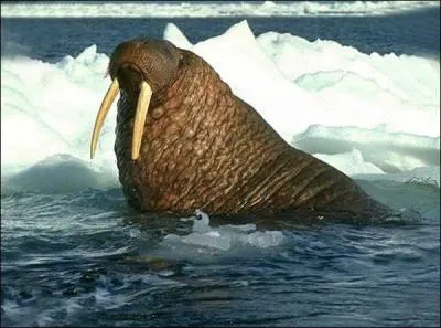 Quel est cet animal ?