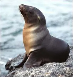 Quel est cet animal ?