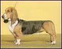 Quel est ce basset ?