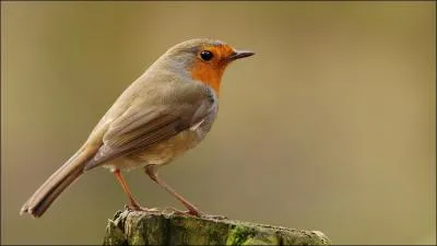 Quel est cet oiseau ?