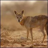 Reconnaissez-vous cet animal ?