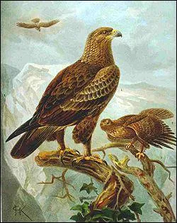 Comment s'exprime l'aigle ?