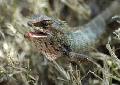 Quel est cet animal ?