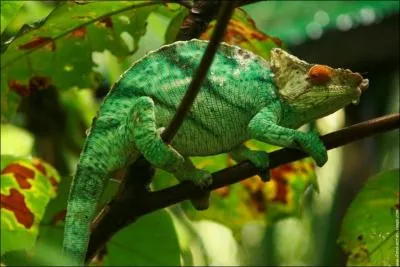 Quel est cet animal ?