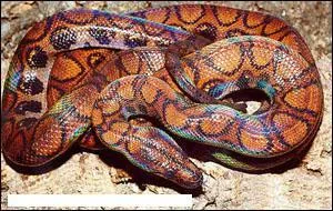 Quel est cet animal ?