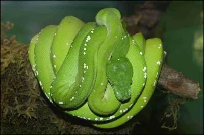 Quel est cet animal ?