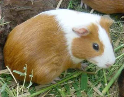 Quel est cet animal ?