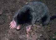 Quiz Les animaux du jardin
