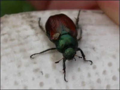 Quel est cet animal ?