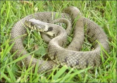 Quel est cet animal ?