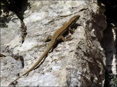 Quel est cet animal ?