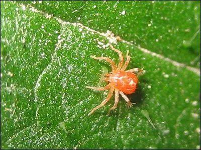 Quel est cet animal ?