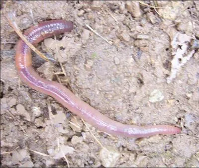 Quel est cet animal ?