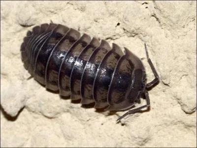 Quel est cet animal ?