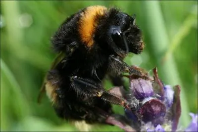 Quel est cet animal ?
