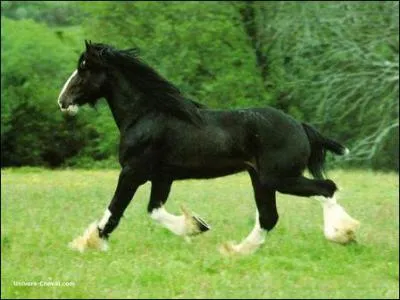 Ce cheval a :