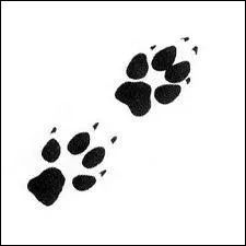 Quel est l'animal d'Hermione ?