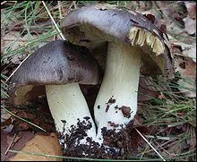 Quel est ce champignon ?