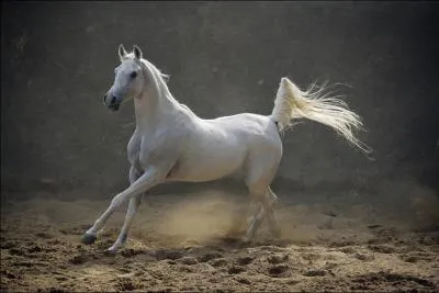 Le Pur-Sang Arabe est considr comme :