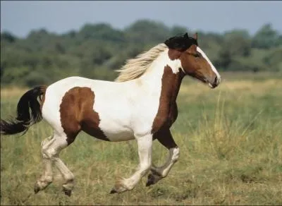 Quelle est la robe la plus frquente chez le Tinker ?