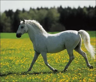 Le poulain du Lipizzan :