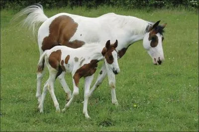 Le Paint Horse est :